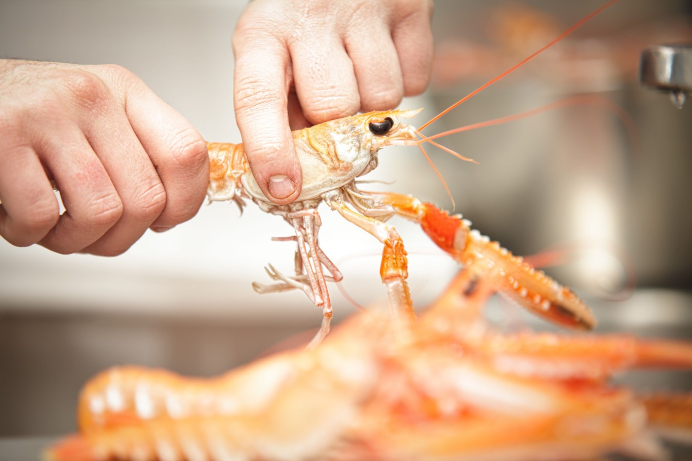 langoustine