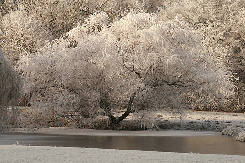Boath Lochan Dec 08